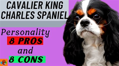 Are Cavalier King Charles Spaniels Healthy