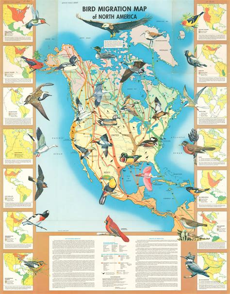 Bird Migration Map of North America | Curtis Wright Maps