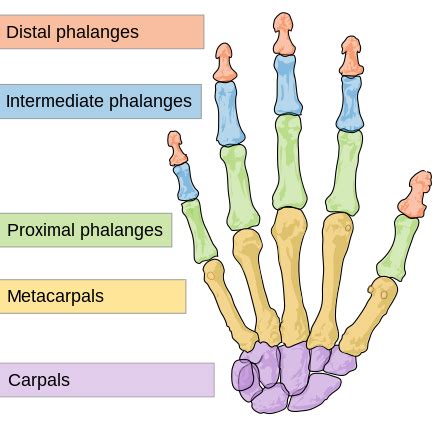 Finger - Wikipedia