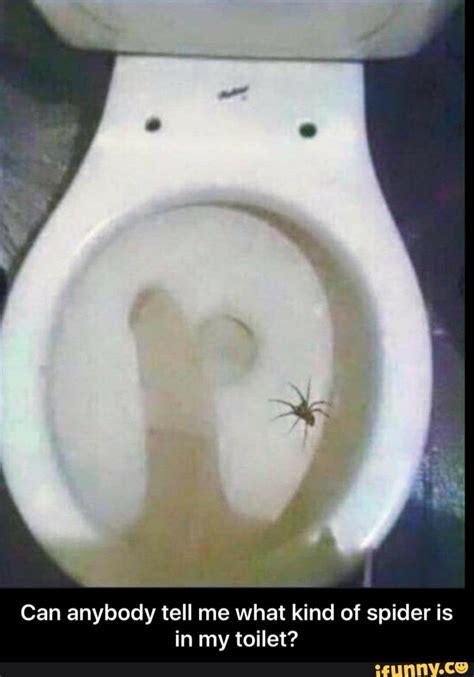 7 Pics Spider Toilet Seat Shadow And Review - Alqu Blog