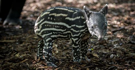 Malayan Tapir - Conjour Conservation Report - Tapirus Indicus