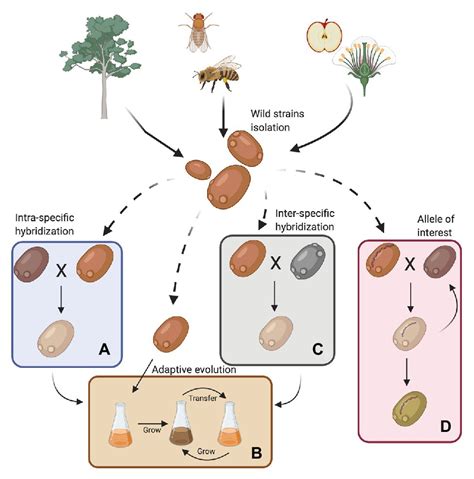 Frontiers | Wild Yeast for the Future: Exploring the Use of Wild ...