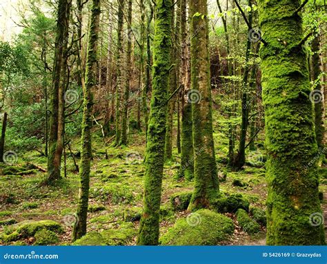 Mossy forest stock image. Image of stones, environment - 5426169