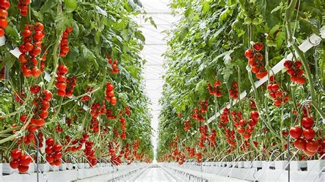 Mastronardi Produce purchases Double Diamond Farms' supply - Produce Grower