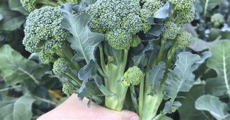 Advancing growing season, harvest for sprouting broccoli | CALS