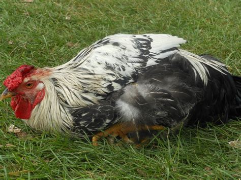 13 Common Chicken Diseases You Should Know (and How to Treat Them)