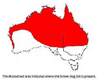 DOGS AUSTRALIA: IMPORTANT RE CANINE EHRLICHIOSIS – Dogs NT