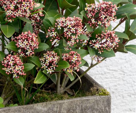 Best shrubs for containers: 12 shrubs to impress in pots | Homes & Gardens