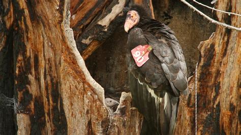 Condor Nest Cam