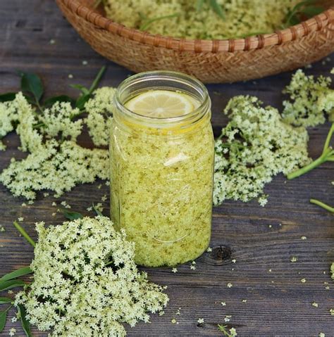 20+ Elderflower Recipes: cordial, liqueur, tea, jelly, cake + more!