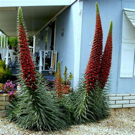 Tower of Jewels Red Seeds (Echium wildpretii) - Price €2.50