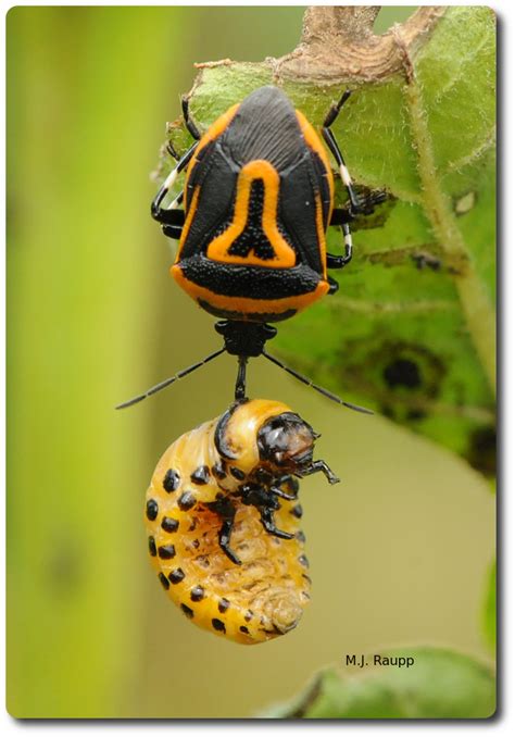 Colorado Potato Beetle Control for Potatoes and Plants