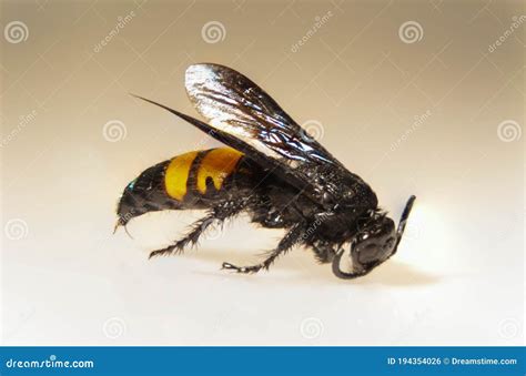 Asian Giant Hornet with Sting Stock Photo - Image of danger, european ...