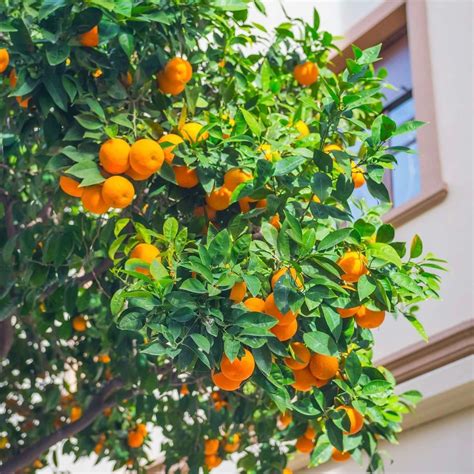 Valencia Orange Tree | Plants Express