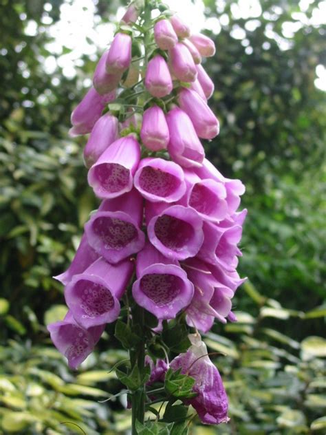 Flower in Scotland (photo by Annette Holloway) | Flowers, Plants, Bloom