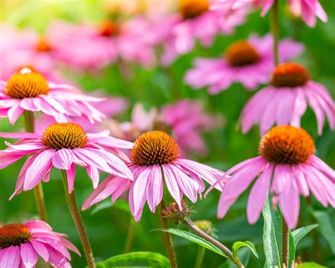 Sensory garden plants: the 10 best to grow in your garden | Homes & Gardens