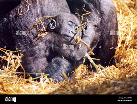 Gorilla baby sleeping Stock Photo - Alamy