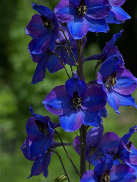 Delphinium ~ Larkspur Plant Care Guide and Varieties | ดอกไม้สีฟ้า, เดลฟิเนียม, สวนดอกไม้