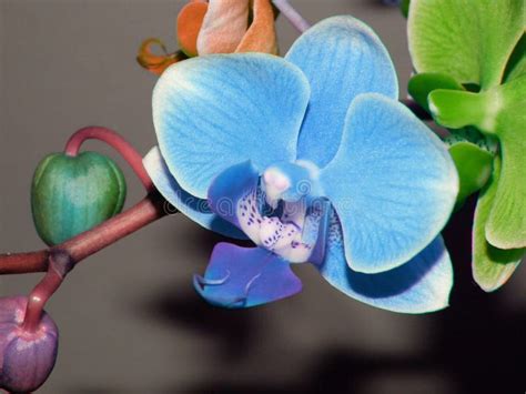 Phalaenopsis Orchid Of Many Colors Stock Images - Image: 16212554