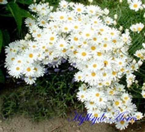 Pyrethrum Daisy Heirloom Flower Seeds