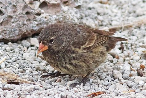 This Adorable Little Bird Is a Real-Life Vampire | Watercooler Topics | Before It's News