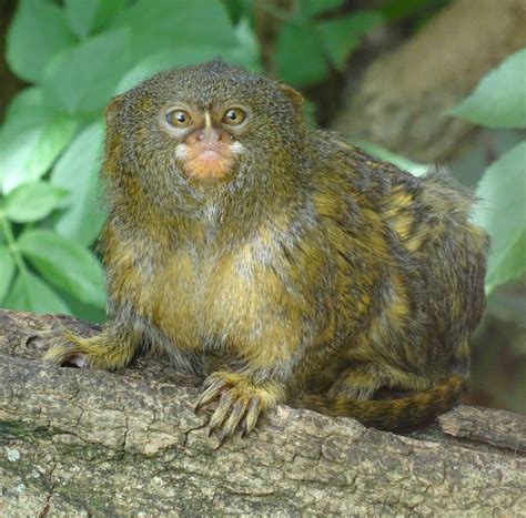 pygmy-marmoset · Amazonia Expeditions