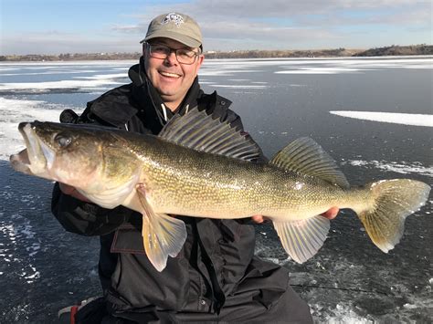 Why female walleye (and other gamefish) grow so much bigger than the males • Outdoor Canada