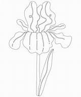 Iris Coloring Pages sketch template