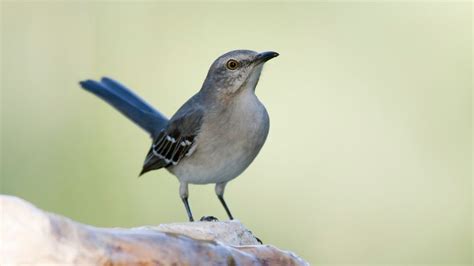 The Meaning Of Mockingbird - Symbolism And References