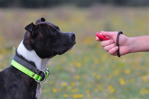 Effectively Using A Clicker In Dog Training - Patriot Dog Training