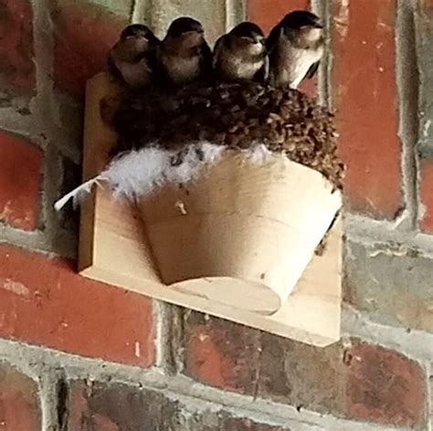 Barn Swallow Nest Cups - Set of 2 | Barn swallow, Unique bird houses ...