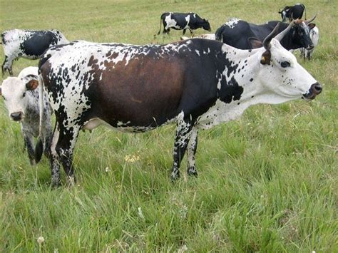 Nguni cattle - Alchetron, The Free Social Encyclopedia