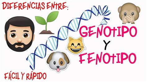 🔬Genotipo y Fenotipo👀 DIFERENCIAS [Fácil y Rápido] | BIOLOGÍA | - YouTube