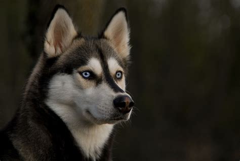 Black and white Siberian Husky HD wallpaper | Wallpaper Flare