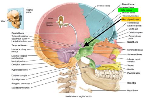 Pituitary Tumor - Signs, Symptoms, Diagnosis, MRI, Surgery & Treatment