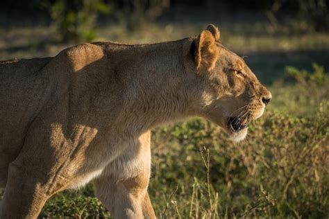 Premium Photo | Side view of lioness on field