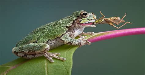 Do Frogs Have Teeth? - Learn About Nature