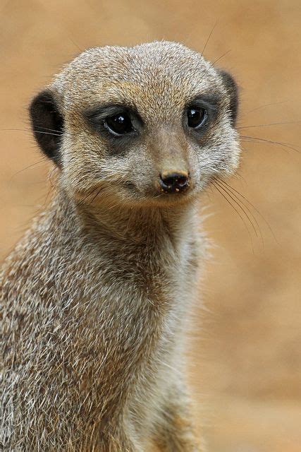 Meerkat | Meerkat, Animals wild, Nature animals