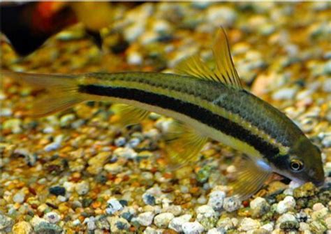 Epalzeorhynchos kalopterus False Thai Flying Fox Algae Eaters for sale