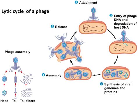 lytic_cycle diagram.png: Dual Credit Biology