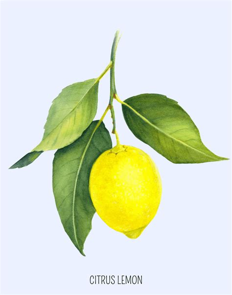 Free Lemon Art Prints | We Three Shanes | Lemon art, Realistic art ...