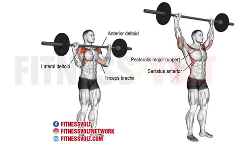 Barbell Overhead Press (Shoulders) – Fitness Volt