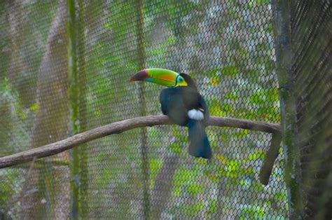 Zoo Miguel Álvarez del Toro – Tuxtla Gutiérrez, Mexico - Atlas Obscura