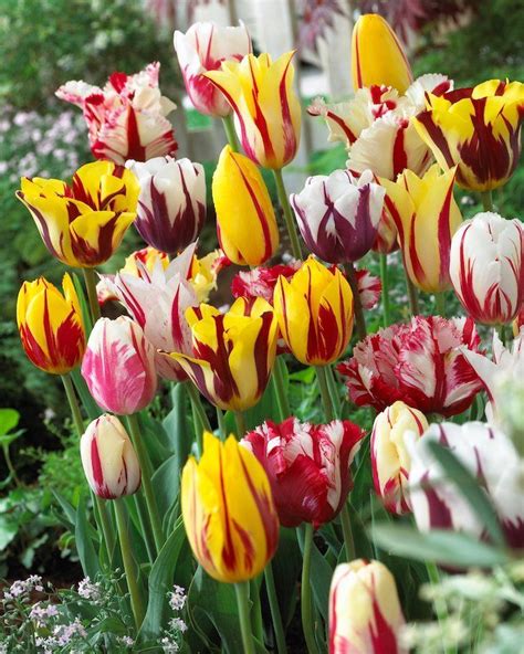 1001+ ideas and Tips On How To Take Care of Dutch Tulips | Bulb flowers ...