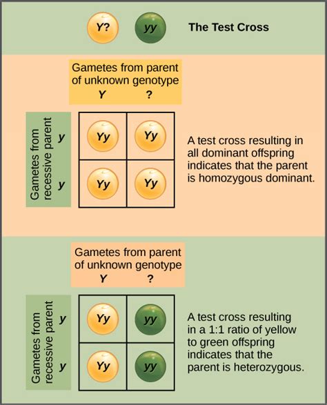 8.2 Laws of Inheritance – Concepts of Biology – 1st Canadian Edition