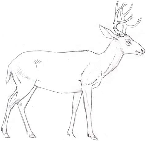 Mule Deer Skeleton 10 - John Muir Laws | Teckningar