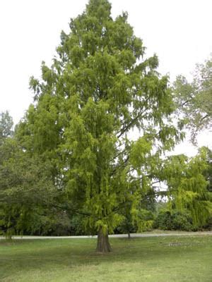 Dawn Redwood - Metasequoia glyptostroboides - U City In Bloom