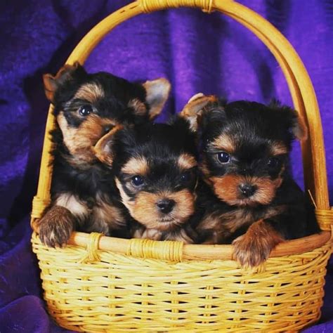 baby yorkie for sale near me black yorkie for sale near me teddy bear ...