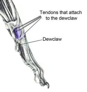 The Function of Dewclaws 101