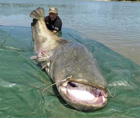 Huge 260 lb catfish caught in Italy. How do you even catch a beast like this? : r/pics